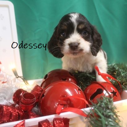 puppy, for, sale, Cocker Spaniel, Joe & Cherri  Overlease, dog, breeder, Miller, MO, dog-breeder, puppy-for-sale, forsale, nearby, find, puppyfind, locator, puppylocator, aca